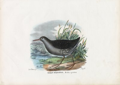 Wasserralle, 1863-79 von Raimundo Petraroja